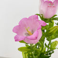 Campanula Pink 风铃草 - (Per Bundle)