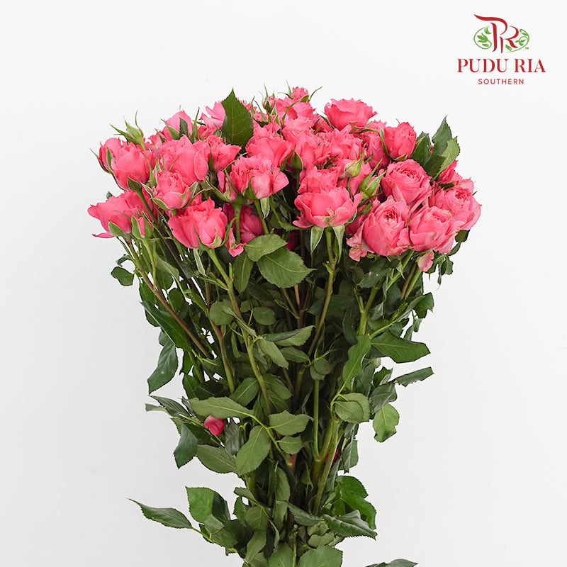 Rose Spray Sophie - (8-10 Stems)