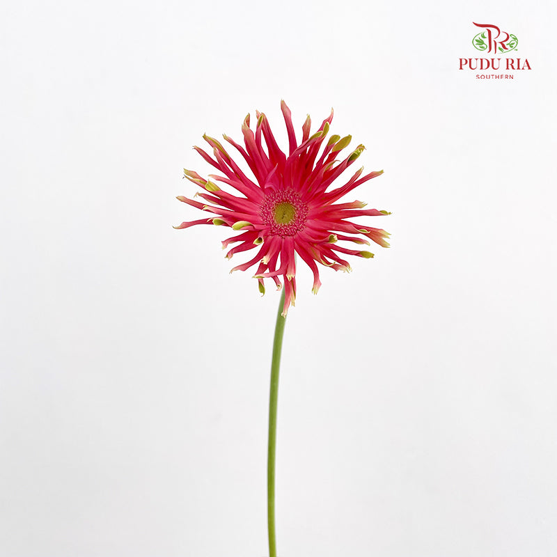 Gerbera Pasta Pink - (8-10 Stems)