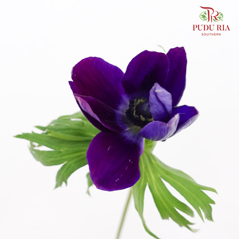 Anemone Hupehensis Purple 银莲花 - (Per Bundle)