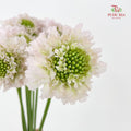 Scabiosa Pink 蓝盆花 - (Per Bundle)