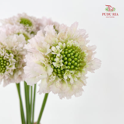 Scabiosa Colour Soft Pink - (Per Bundle)