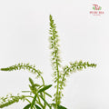 Veronica Spray White 多头鼠尾草 - (Per Bundle)