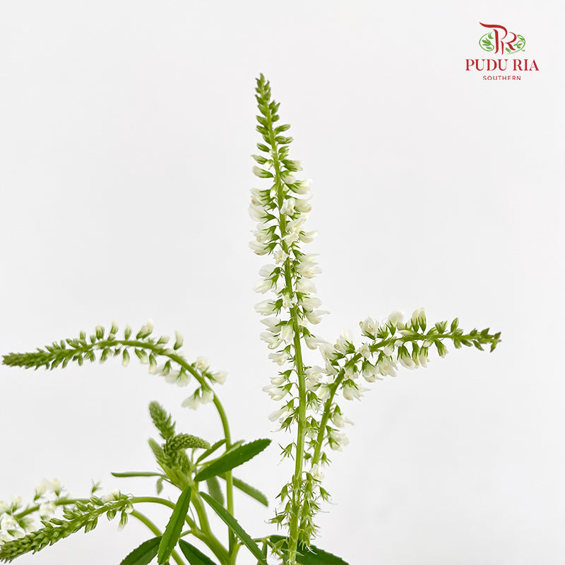 Veronica Spray White 多头鼠尾草 - (Per Bundle)