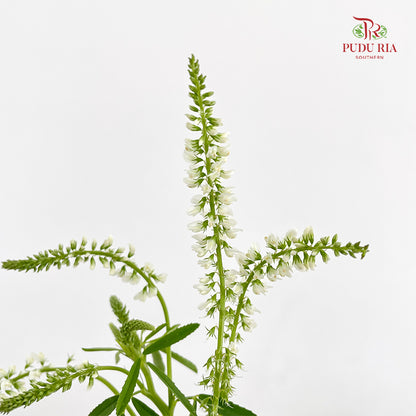 Veronica Spray White - (Per Bundle)