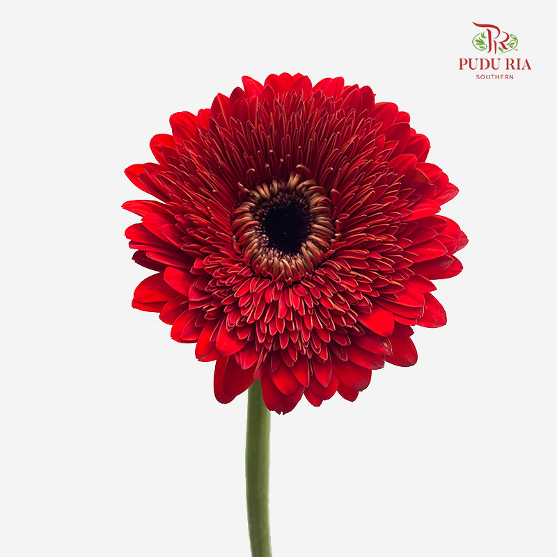 Gerbera Red 非洲菊 - (8-10 Stems)