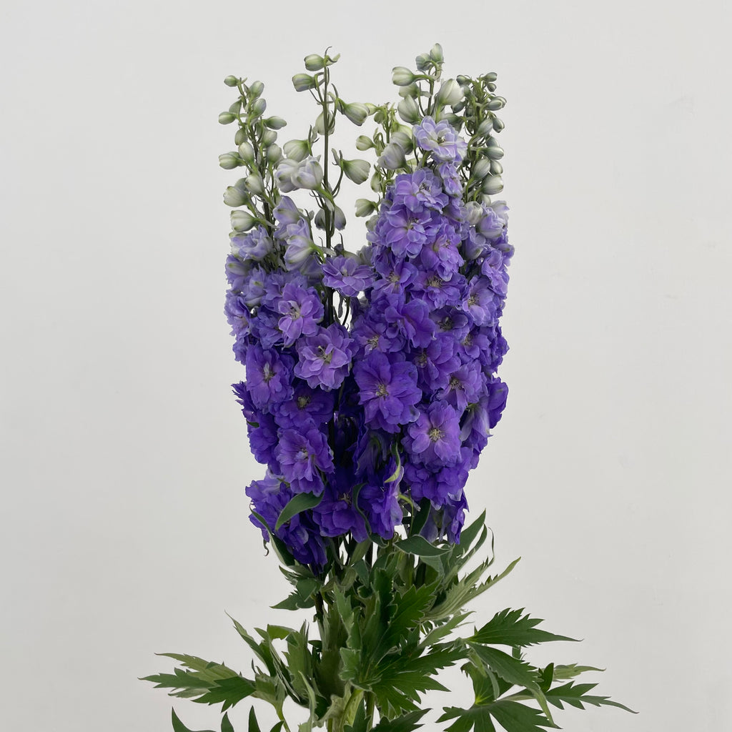 Delphinium Short Purple - (5 Stems)