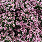 Chrysanthemum Pom-Pom 150P 菊花 2025