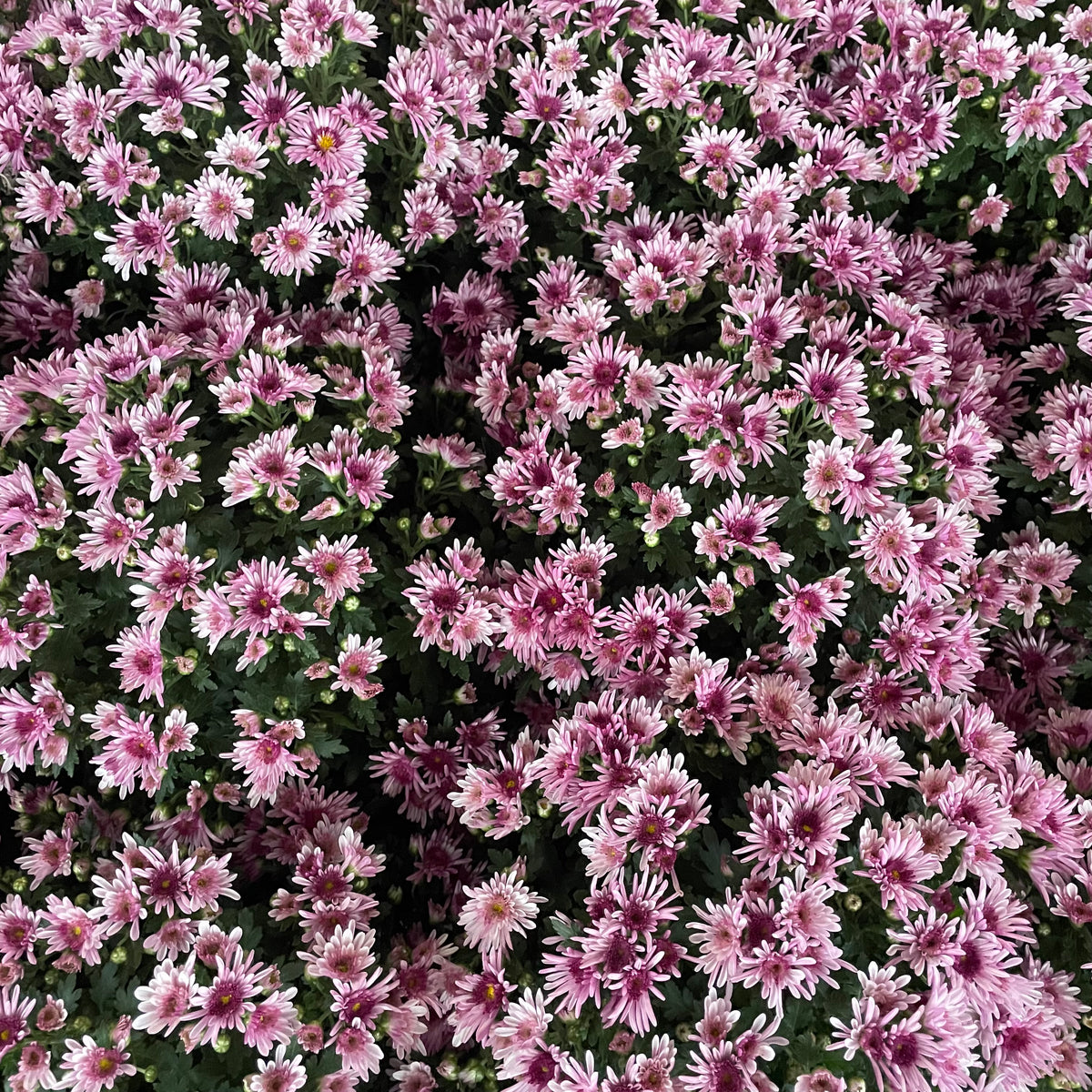 Chrysanthemum Pom-Pom 150P 菊花 2025