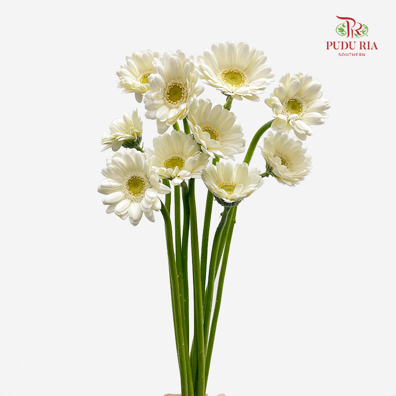 Gerbera Mini Albino 非洲菊 - (8-10 Stems)