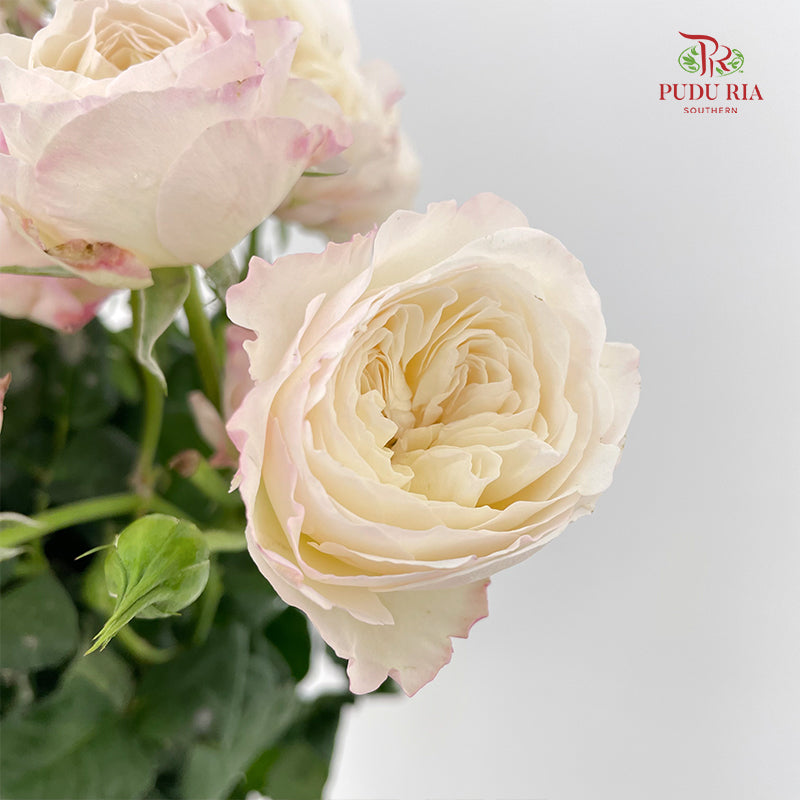 Rose Spray Kayla - (8-10 Stems)