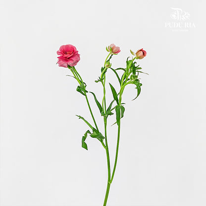 Ranunculus Butterfly Hot Pink - (5 Stems)