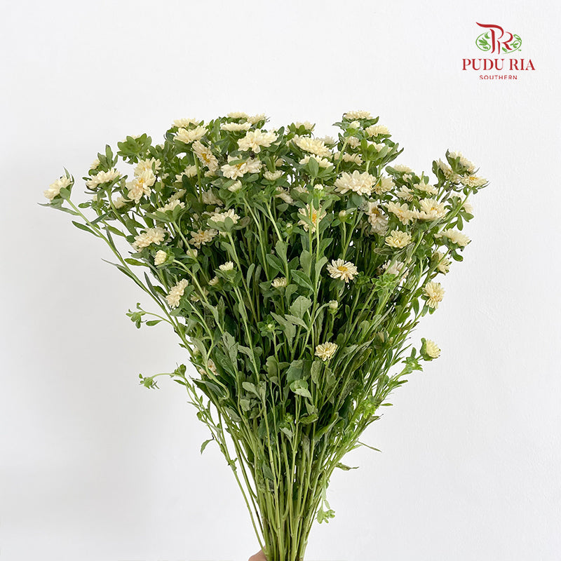 Mini Aster 迷你翠菊 Yellow - (Per Bundle)