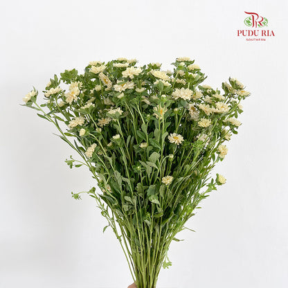 Mini Aster 迷你翠菊 Yellow - (Per Bundle)