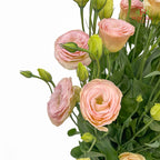 Eustoma Gleam - (12-15 Stems)