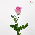 Rose Pink Sweet Avalanche - (8-10 Stems)