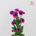 Chrysanthemum Pompom Daisy Purple - (10-12 Stems)