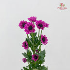 Chrysanthemum Pompom Daisy Purple - (10-12 Stems)