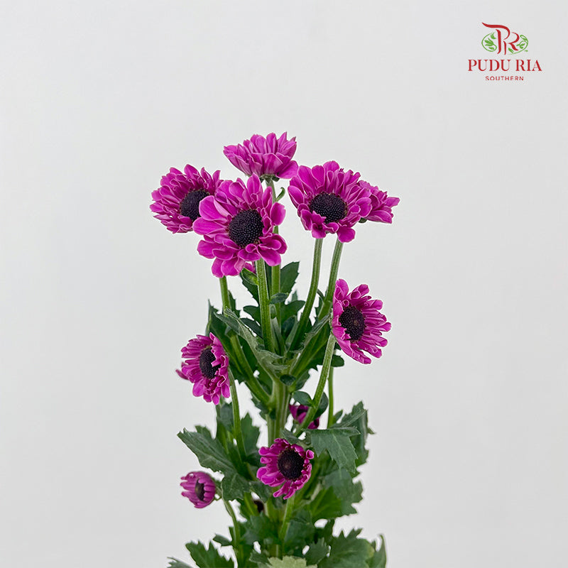 Chrysanthemum Pompom Daisy Purple - (10-12 Stems)