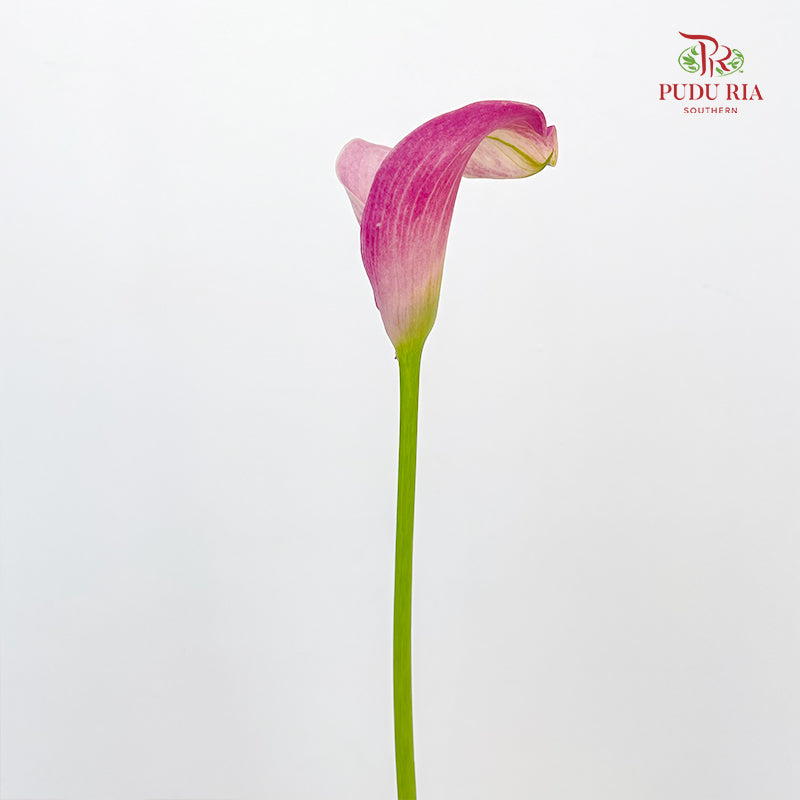 Calla Lily Pink 海芋 - (5 Stems)
