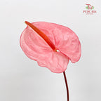 Anthurium Pink 火鹤花 - (5 Stems)