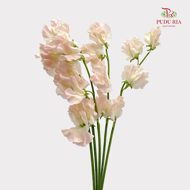Sweet Pea - (5 Stems)