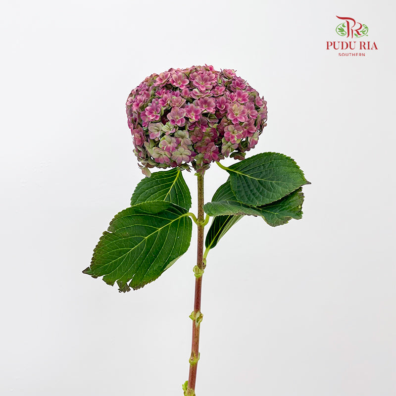 Hydrangea Multi Petals Autumn Red 绣球花 - (Per Stem)