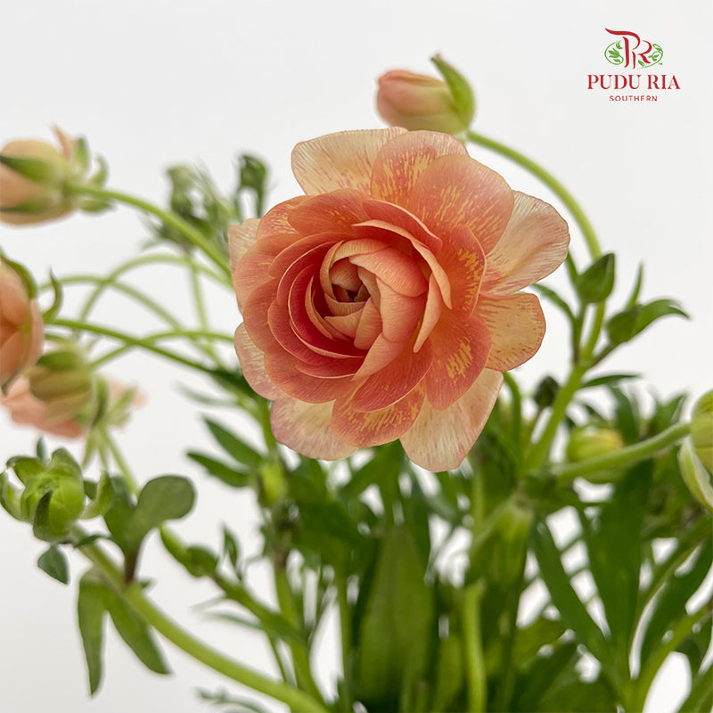 Ranunculus Butterfly Orange 蝴蝶洋牡丹 - (8-10 Stems)