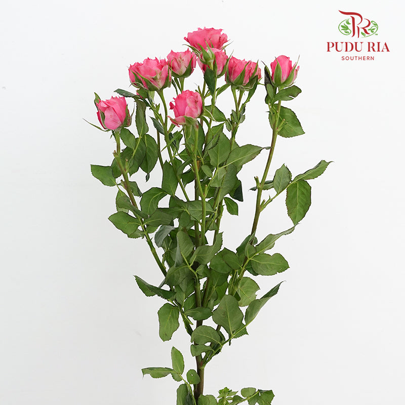 Rose Spray Sophie - (8-10 Stems)