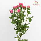 Rose Spray Sophie - (8-10 Stems)