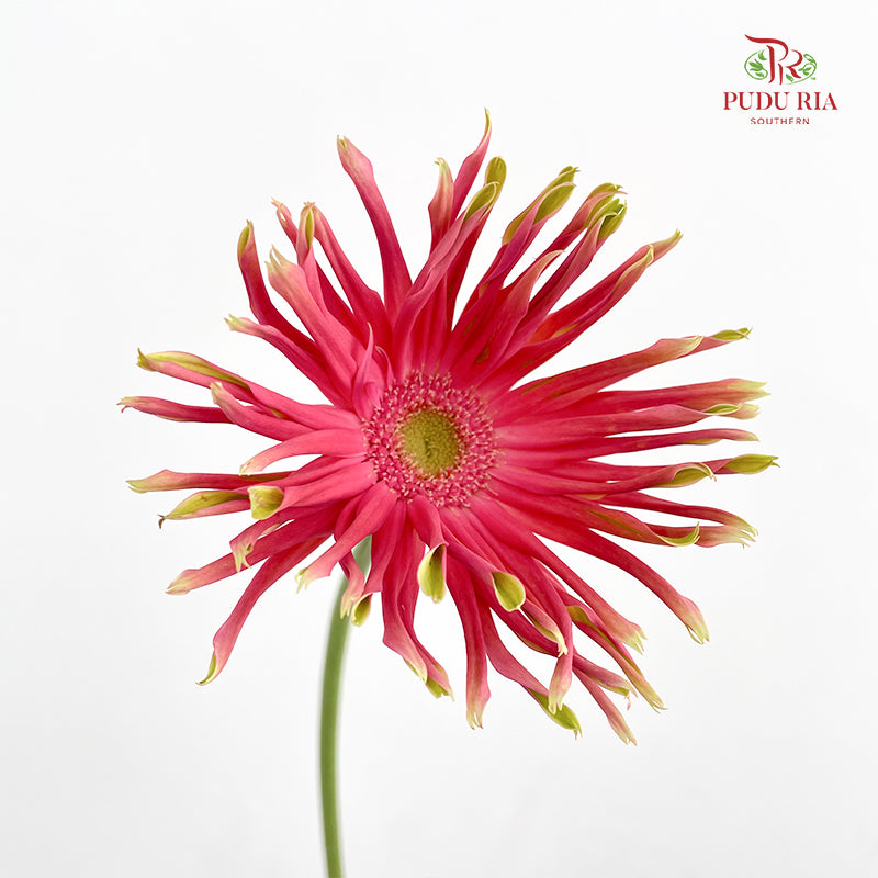 Gerbera Pasta Pink - (8-10 Stems)