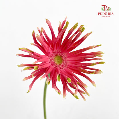 Gerbera Pasta Pink - (8-10 Stems)