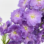 Delphinium Giant Purple飞燕草 - (5 Stems)