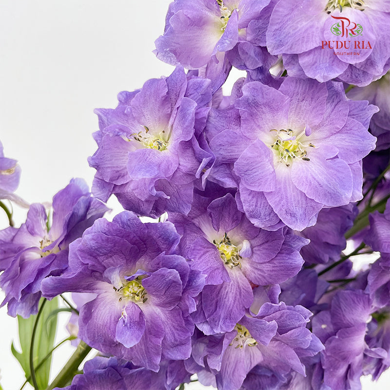 Delphinium Giant Light Purple - (5 Stems)