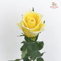 Rose Light Yellow - (19-20 Stems)