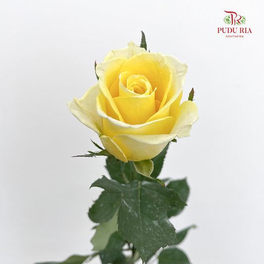 Rose Light Yellow - (19-20 Stems)