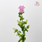 Campanula Pink 风铃草 - (Per Bundle)