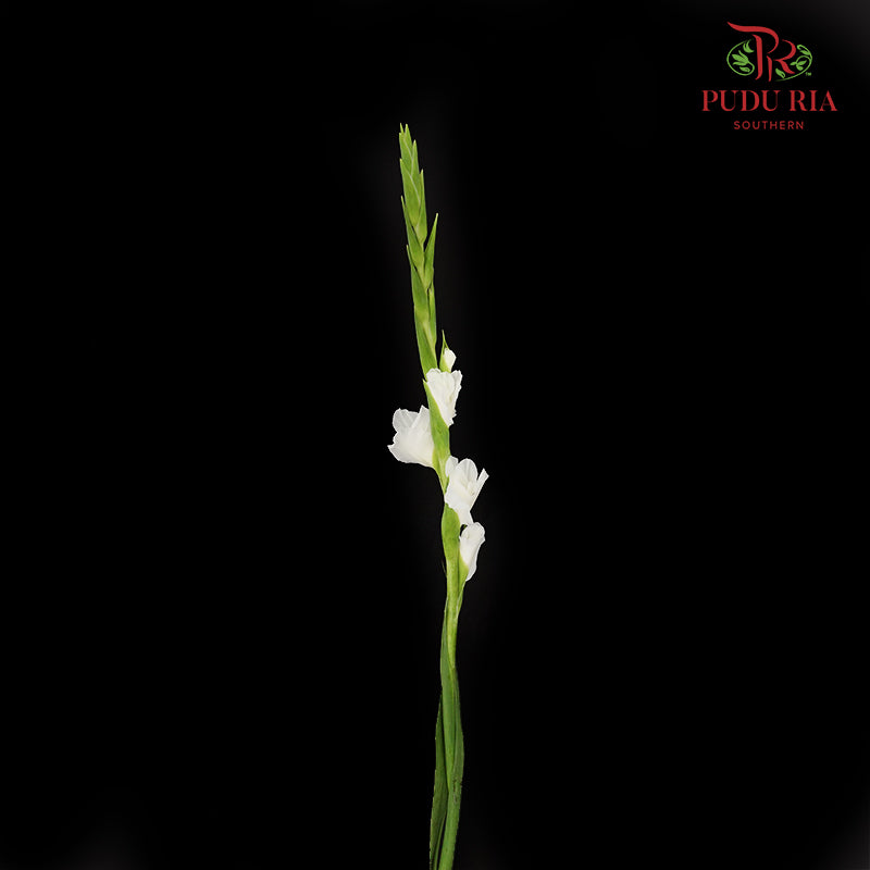 Gladiolus - White (10 Stems)