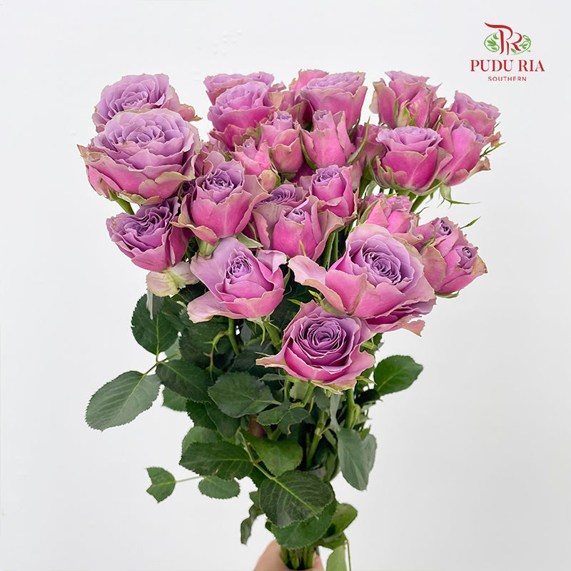 Rose Spray Purple Sky - (8-10 Stems)