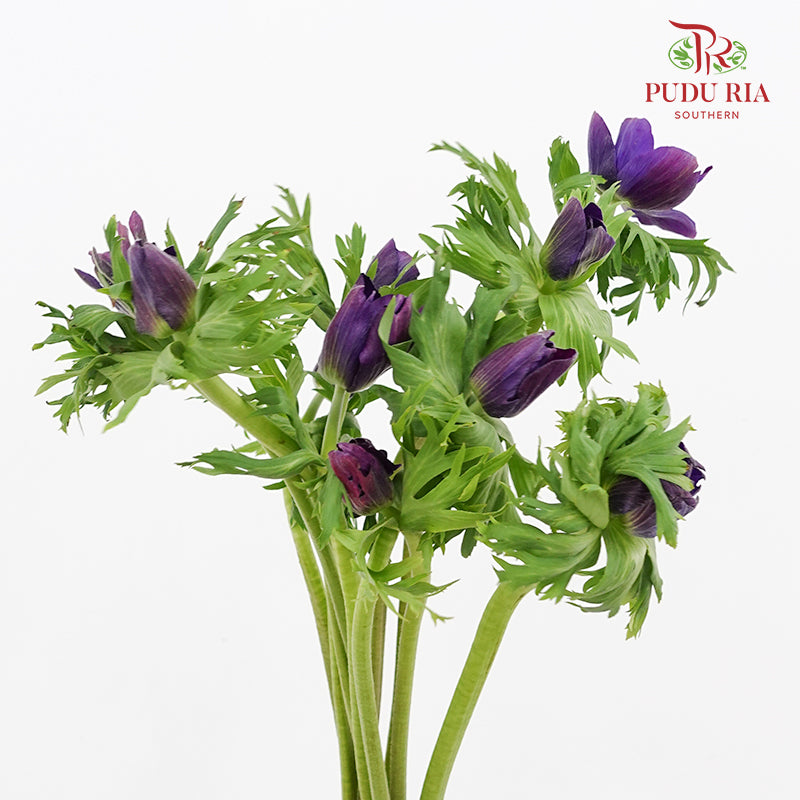 Anemone Hupehensis Purple 银莲花 - (Per Bundle)