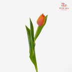Tulip 郁金香 - (8-10 Stems)