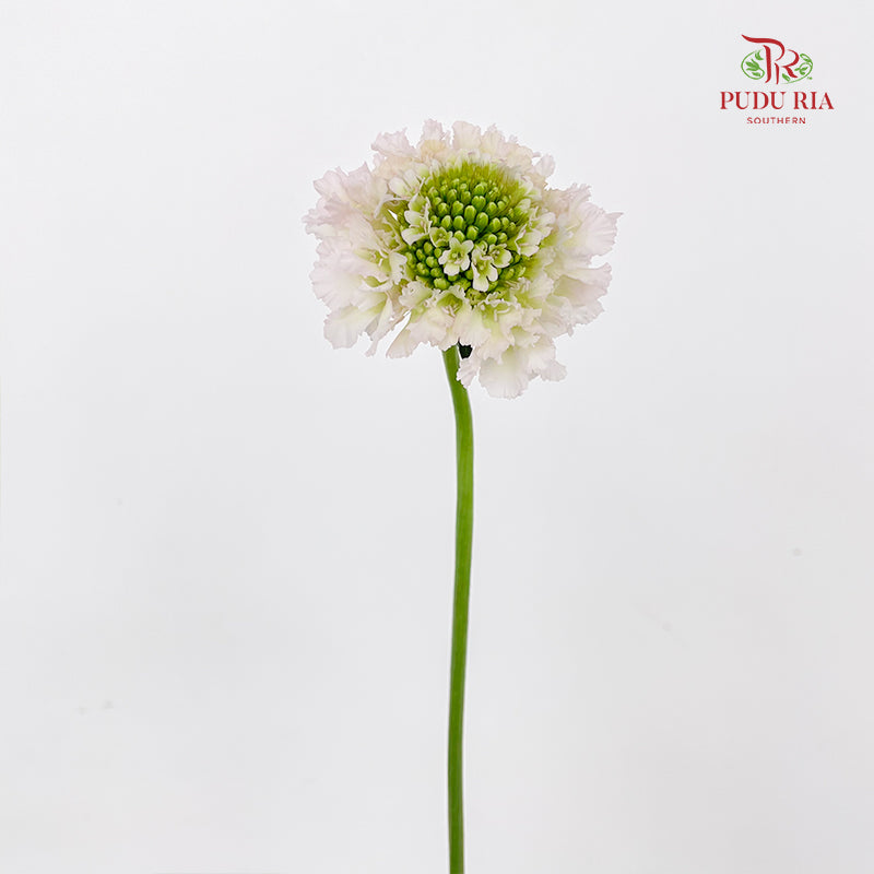 Scabiosa Pink 蓝盆花 - (Per Bundle)