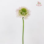 Scabiosa Pink 蓝盆花 - (Per Bundle)
