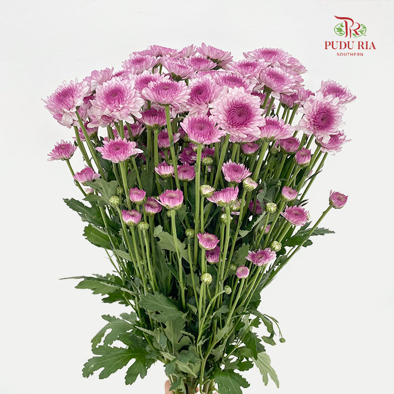 Chrysanthemum Pompom Two Tone Purple 3 - (10-12 Stems)
