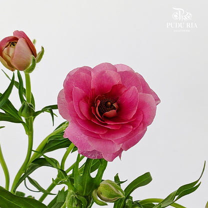 Ranunculus Butterfly Hot Pink - (5 Stems)