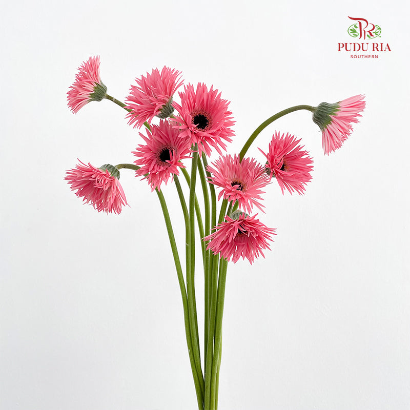 Gerbera Spider Pink - (8-10 Stems)