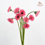 Gerbera Spider Pink - (8-10 Stems)