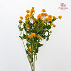 Heliopsis Helianthoides - (5 Stems)
