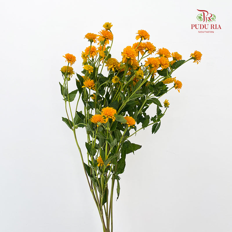 Heliopsis Helianthoides - (5 Stems)