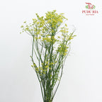 Anethum Yellow 黄飞香 - (Per Bundle)